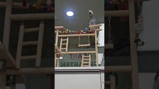 #이향기#회색앵무#까끙#까꿍#앵무새말