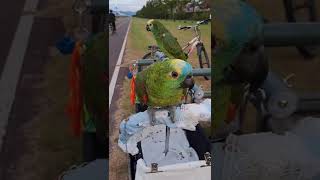 앵무새  2025년 08월 31일