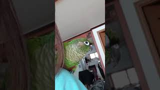 그린칙코뉴어 깨룩이 - 안녕하세요 말하는 앵무새