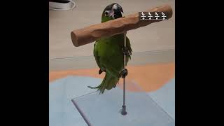 [앵그라운드/블리] 앵무새를 걷게 하는법!! #앵그라운드 #한스마카우