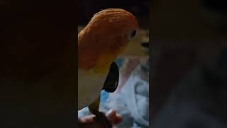 노랑머리 카이큐 리오야 지금처럼만 건강하자잉~~