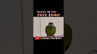한스마카우는 대답을 잘해요!! #cute #birds #앵무새