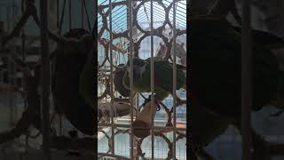 앵무새 해씨먹방 #앵무새 #한스마카우 #먹방 #맛있어