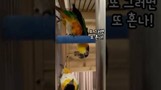 오늘도 언니한테 혼났다 #shorts #parrot #…