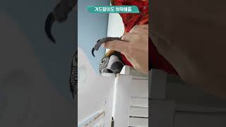 아기 할리퀸마카우 잘생김+멋짐!! 버드스팟에서 만날 수…