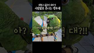 사람말로 화내고 혼내는 앵무새 커플 #parrot #앵무새 #아랑이