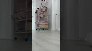 뽀뽀뽀  노래  한곡  다  부르는  아마존 앵무새  …