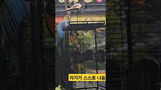 천둥 번개 소나기 온옴으로 즐기는 앵무새  #홍금강앵무새 #아마존앵무새 #청금강앵무새 #마가우 #앵무새#앵무새관찰