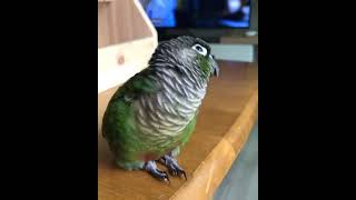 "안녕" 말하는코뉴어앵무새