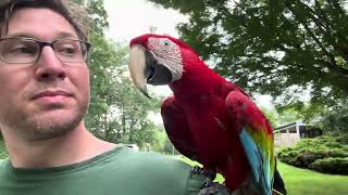Macaw experiences the world fr…