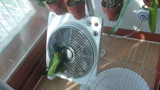 옐로우카라마카우 사랑이와축복이