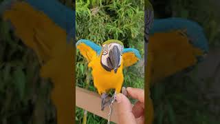 잣 먹는 루카 #macaw #청금강앵무새 #청금강