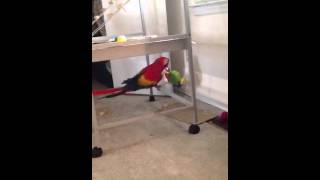 Ziggy the Scarlet Macaw