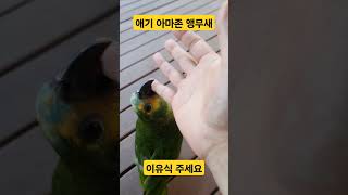 애기 앵무새 치명적인 매력 #앵무새 #parrot #노…
