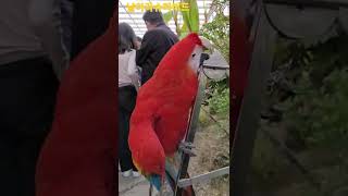 색이 정말 예쁜 스칼렛마카우 #shorts