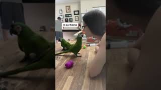 Hand-rearing ara Severus at our home