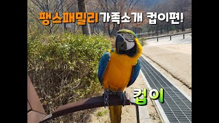팽스패밀리 가족소개 컵이편!(청금강 소개)