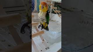 목욕하는 노랑머리카이큐 리코 #shorts #카이큐앵무…