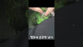 앵무새 손꾸락 낚시