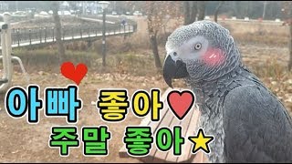 [수다쟁이 회색앵무 코코] EP25. 아빠랑 누나와 주말 데이트&수다 타임