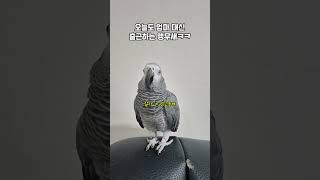 엄마 대신 또 출근했어요… 앵무새 맞아요? / 회색앵무…