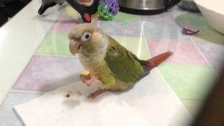 아몬드를 즐기는 시나몬코뉴어 쮸리양