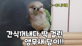 간식 꺼내다 딱 걸린 담이와 종횡무진 왈가닥 연두!!#코뉴어앵무새#conure#