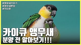 [앵무새키우기] 카이큐 앵무새에 대해서 궁금하신가요??…