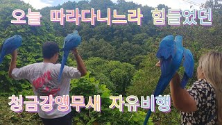 청금강 앵무새가 나는 영상이 보고싶다면 클릭!!