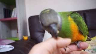 세네갈앵무새 미공개영상