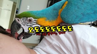 청금강 앵무새를 키우면 안되는 이유