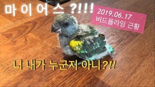 버드플라잉 조류원근황 #4 (2019.06.18) 마.…