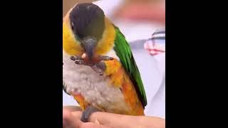 밥 손으로 들고 먹는 앵무새 꾸꾸