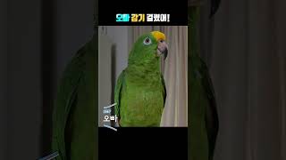 오빠 걱정해 주는 별이!