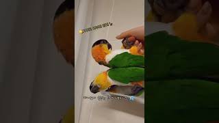 앵무새의 동생 돌보기 #shorts #parrot #c…