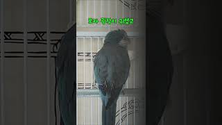 아마존 앵무새 아리 한테 말 배운 5갤 퀘이커 앵무새 로카 귀염 주의 EP.2 #parrot #birds #앵무새 #말하는 앵무새 #귀염둥이