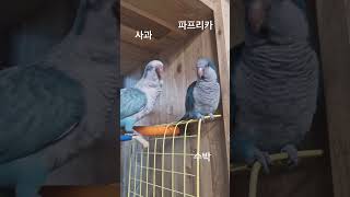 공자와 맹자 기분 좋네 #블루퀘이커 #블루오파린퀘이커