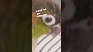 랄라가 간식을 원하는 정도 #앵무새 #랄라 #앵무새랄라 #코뉴어 #앵무 #코뉴어앵무새 #쇼츠 #parrot #옐로우사이드 #