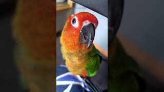 #parrot #sunconure #bird #썬코뉴어