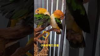 사이가 너무좋은 아코리코 커플 #shorts