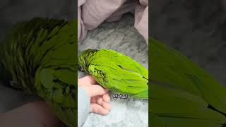 자꾸 만지라고 강요하는 앵무새 #shorts