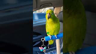 차만 타면 시끄러운 아리 #말하는 #아마존 #앵무새 #아리 #parrot #birds #좋아요 #정모 #갔다 오는길