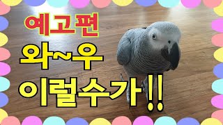 대박영상 예고편입니다 [연구대상앵무새똘이]