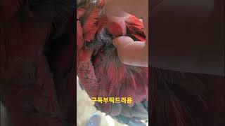 홍금강앵무새 가시깃까주기 #shorts