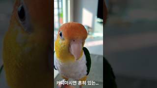 새와 함께 커피를 ㅠㅠ