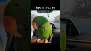 [지구] 시무룩한 앵무새 기분 풀어주는 방법 / 엄마랑 노는게 좋은 앵무새 / 단순한 앵무새 / parrot playing with mom
