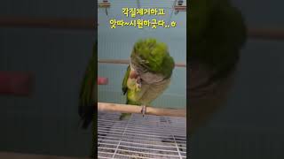 시원하네! 퀘이크앵무새!