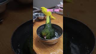 덥다덥다!!! 카카리키 앵무새들도 풍덩풍덩~ ㅋㅋㅋ