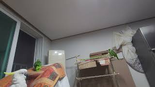 귀농귀촌 앵무새 놀아주기 Playing parrots in returning to farming and rural areas.