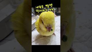 부화 한달차 아기 퀘이커 성장기 feat. 이유식 끊자!!